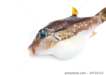 Kitamakura - Canthigaster rivulata 14718722