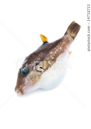 Kitamakura - Canthigaster rivulata Kitamakura - Canthigaster rivulata 14718723