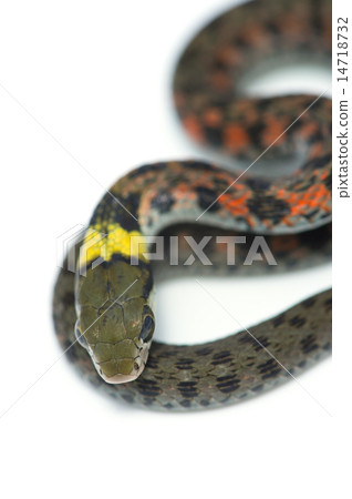 Yamakagashi - Rhabdophis tigrinus 14718732