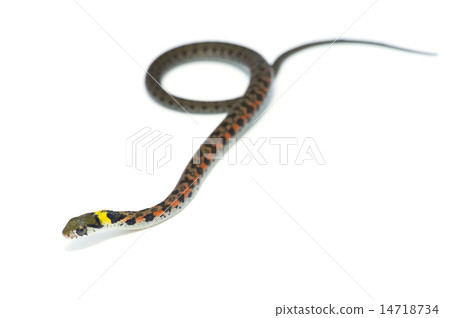 Yamakagashi - Rhabdophis tigrinus 14718734