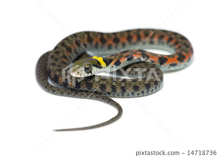 Yamakagashi - Rhabdophis tigrinus 14718736