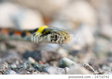Yamakagashi - Rhabdophis tigrinus 14718742