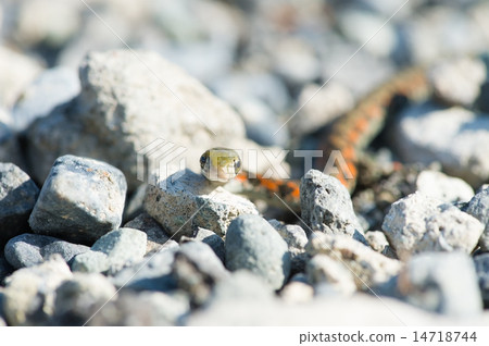 Yamakagashi  -  Rhabdophis tigrinus 14718744