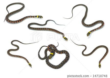 Yamakagashi - Rhabdophis tigrinus 14718748