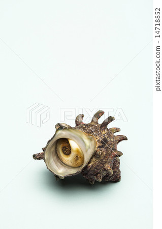 Seafood Seafood 14718852