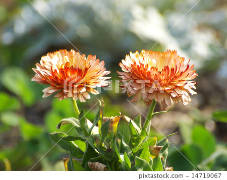 Bronze Beauty Bronze Beauty 14719067