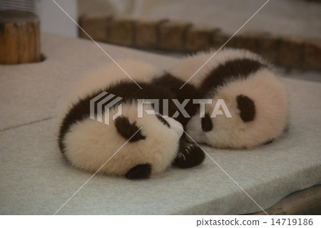 Futago baby panda Futago baby panda 14719186