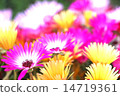Flowers 14719361
