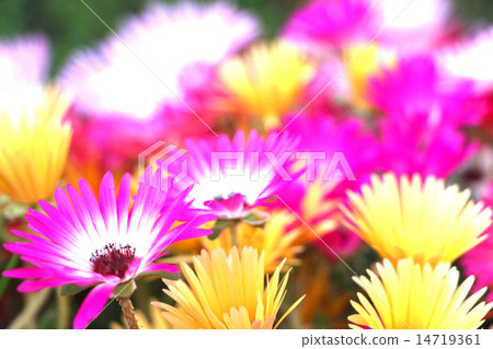 花 花 14719361