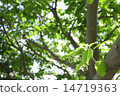 wood  14719363