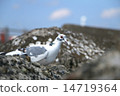 White dove _ 01 14719364