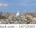 White dove _ 02 14719365