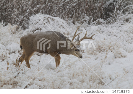 Mule Deer Buck in Snow Mule Deer Buck in Snow 14719375
