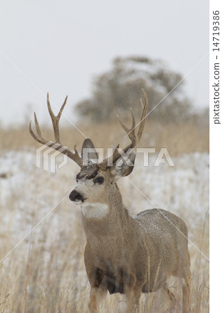 Mule Deer Buck in Snow 14719386