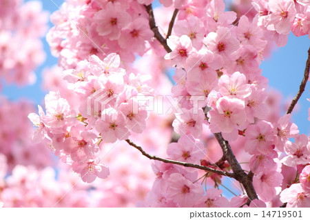櫻花（陽光櫻花） 14719501