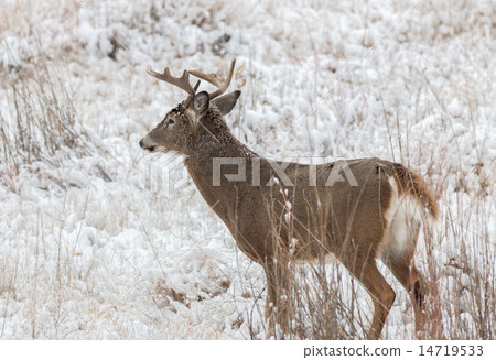 Whitetail Buck in Snow Whitetail Buck in Snow 14719533