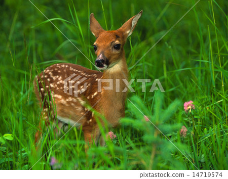 Whitetail Deer Fawn Whitetail Deer Fawn 14719574