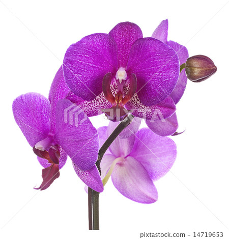 Blooming twig of purple orchid Blooming twig of purple orchid 14719653