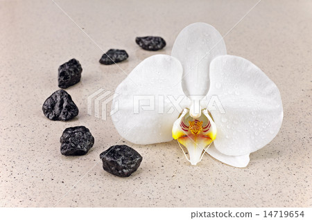 Black spa stones and white orchid 14719654