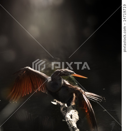 Anhinga Bird 14719719