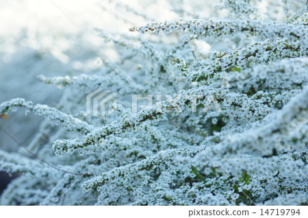 繡線 繡線 14719794