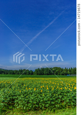Sunflower field of Tsunan Town in the summer Sunflower field of Tsunan Town in the summer 14719878