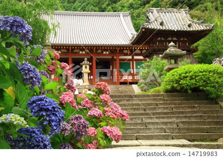 亞達寺(奈良)繡球花盛開的區域 亞達寺(奈良)繡球花盛開的區域 14719983