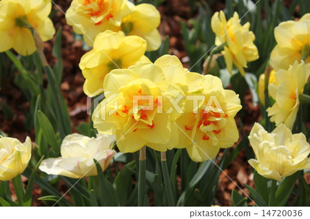 Narcissus 14720036
