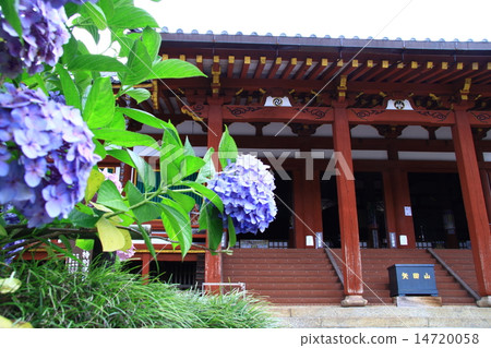 亞達寺（奈良）繡球花盛開的區域 14720058