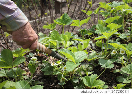 Man weeding the strawberry 14720084