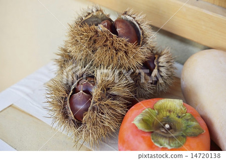 Chestnut Persimmon Butter Nut Pumpkin 14720138