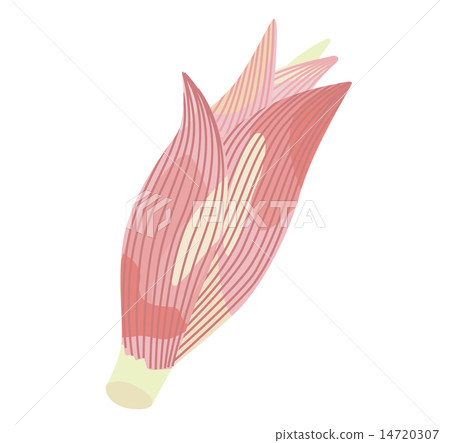 Ginger _ 01 Ginger _ 01 14720307