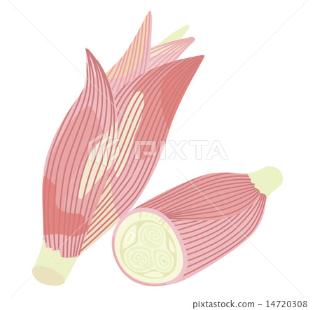Ginger _ 02 Ginger _ 02 14720308
