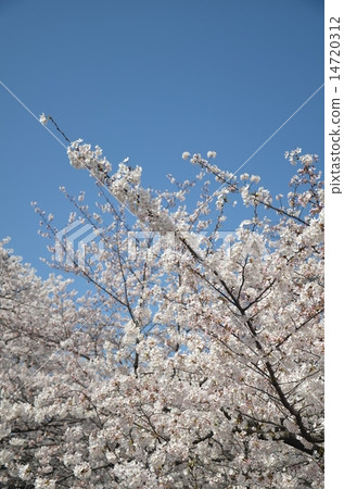櫻花和藍天 櫻花和藍天 14720312