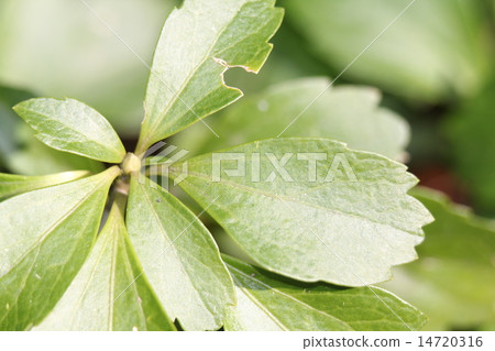 被收穫的樹年輕葉子 14720316