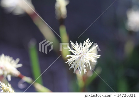 Yaburegasa種子 Yaburegasa種子 14720321