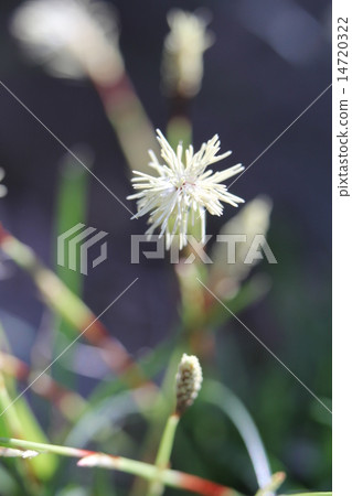 Yaburegasa種子 14720322