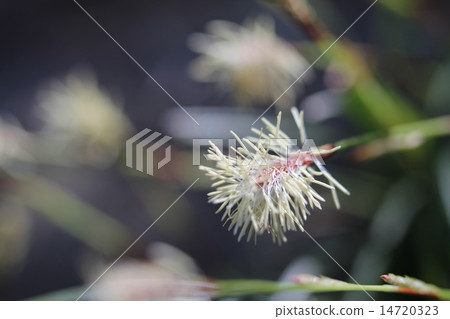 Yaburegasa種子 14720323