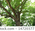 large tree  14720377
