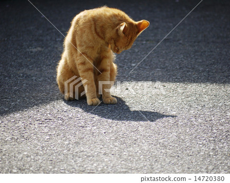 Resemblance Resemblance 14720380