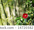 Camellia 14720382