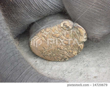 Elephant's soles Elephant's soles 14720679
