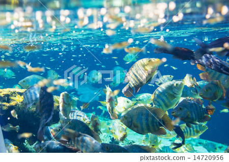 Underwater Underwater 14720956