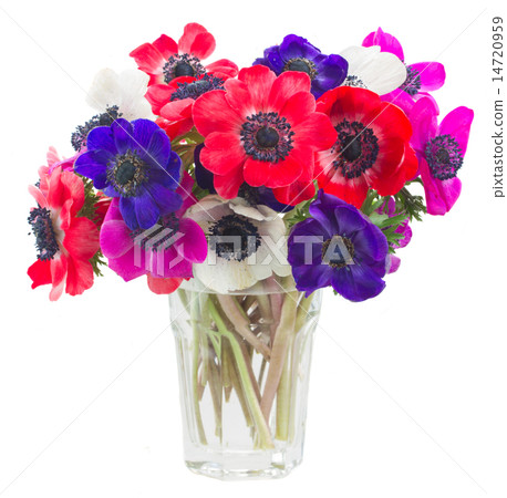 anemone flowers anemone flowers 14720959