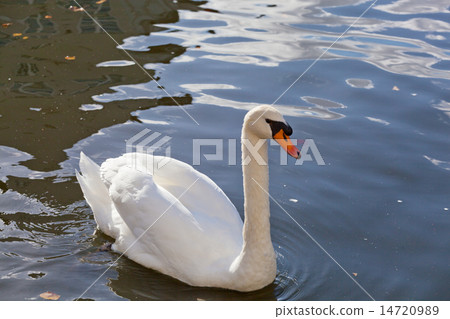 White swan floats on blue water White swan floats on blue water 14720989