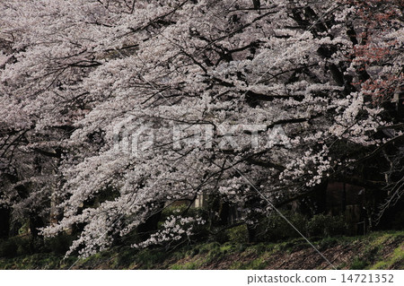 Cherry blossom viewer cherry tree in park Cherry blossom viewer cherry tree in park 14721352