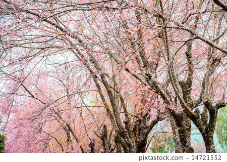 Beautiful pink cherry blossom or sakura flower Beautiful pink cherry blossom or sakura flower 14721552