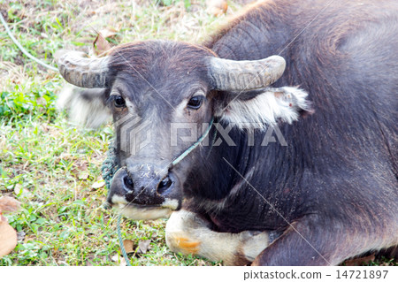 Thai buffalo and black bird on field 14721897