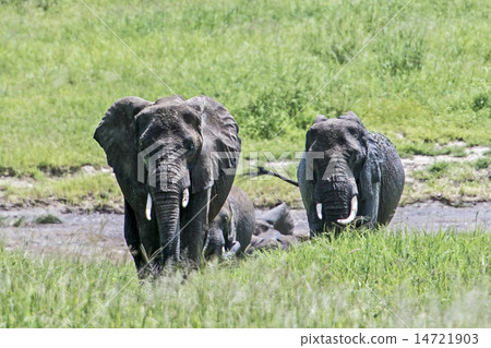 坦桑尼亞Safari野生大象 坦桑尼亞Safari野生大象 14721903