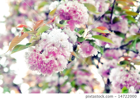 Blossoming tree Blossoming tree 14722000